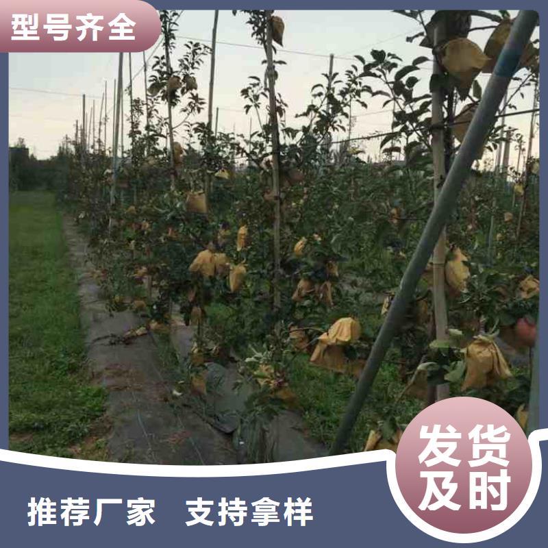 苹果苗板栗苗订制批发