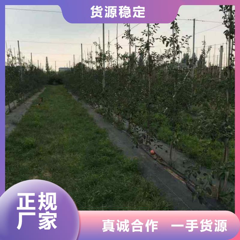 苹果苗蓝莓苗规格型号全