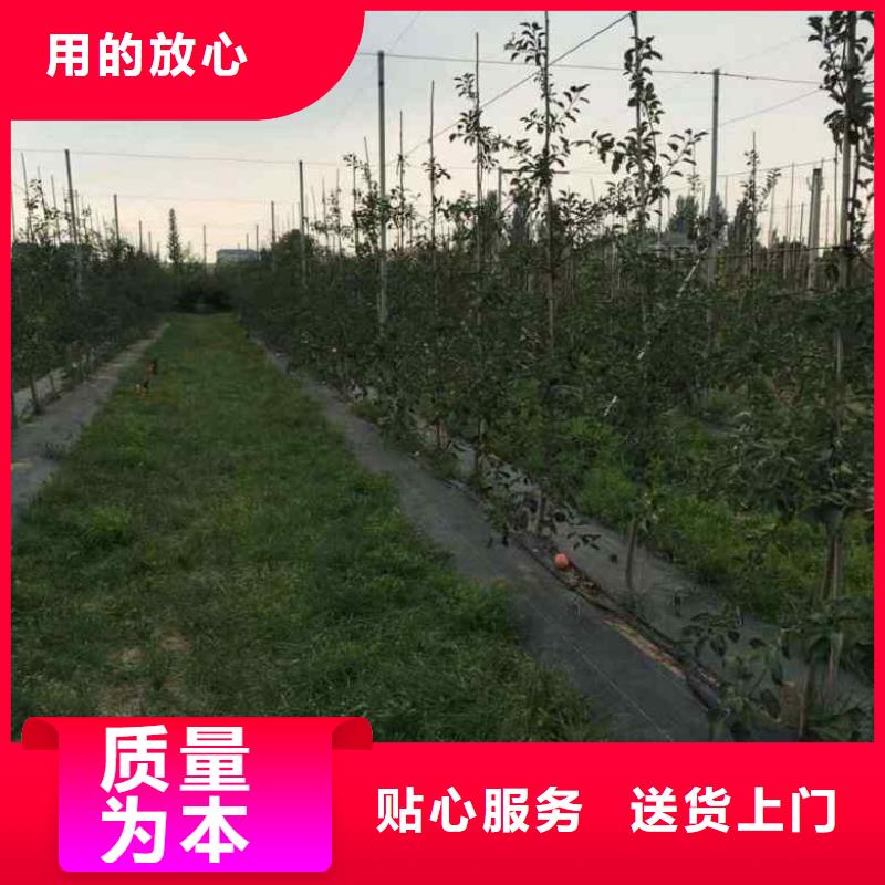 苹果苗核桃苗研发生产销售