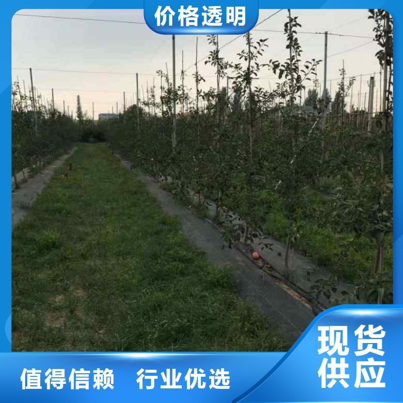 苹果苗【桃树苗】用品质赢得客户信赖