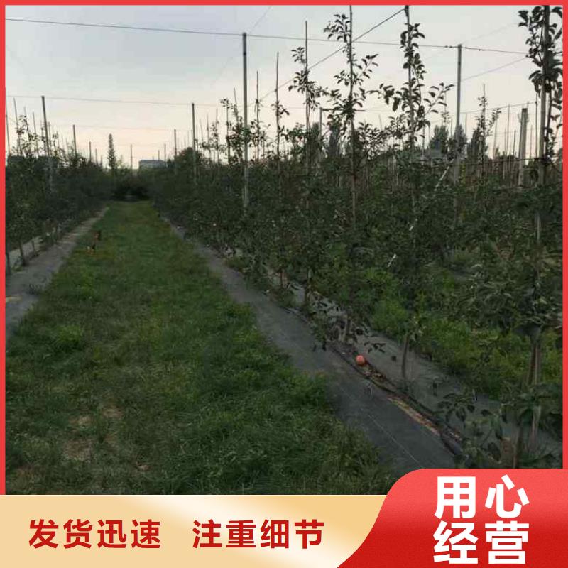 【苹果苗核桃苗工厂直营】