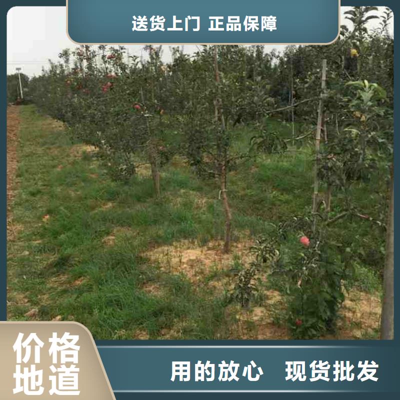 苹果苗梨树苗实体厂家支持定制