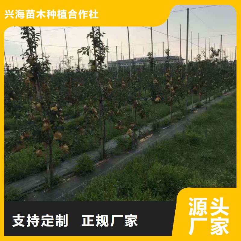 苹果苗【蓝莓苗】现货直发