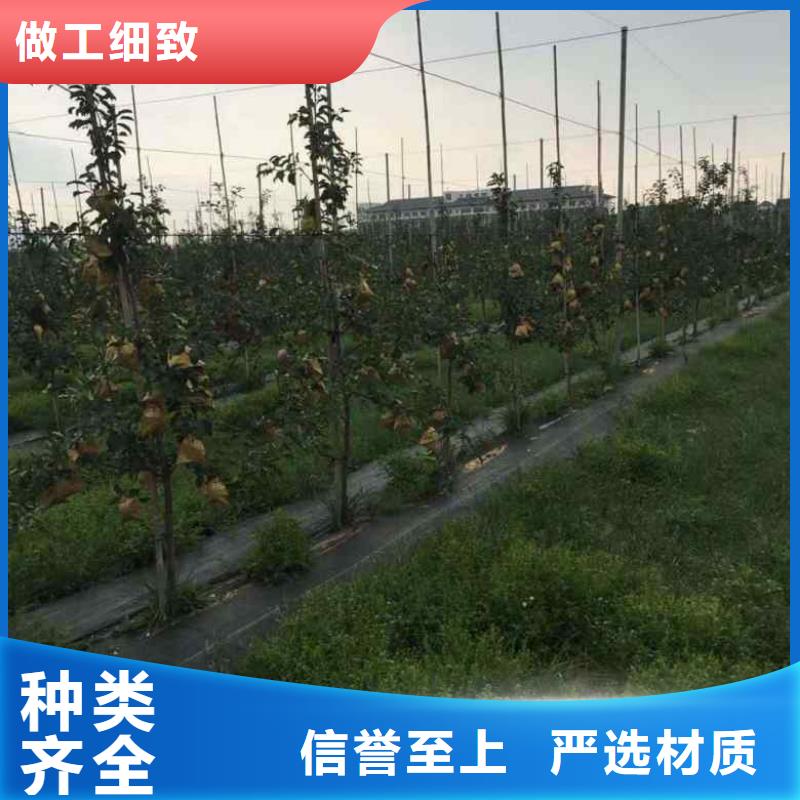 苹果苗桃树苗供应采购