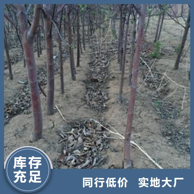 苹果苗梨树苗厂家直营