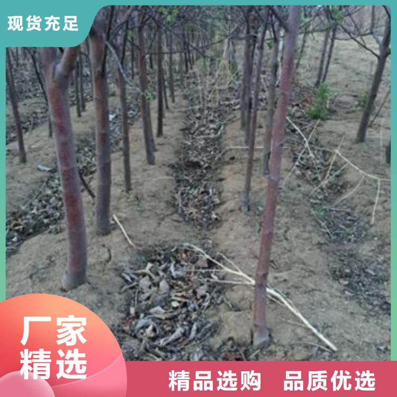 苹果苗【蓝莓苗】现货直发