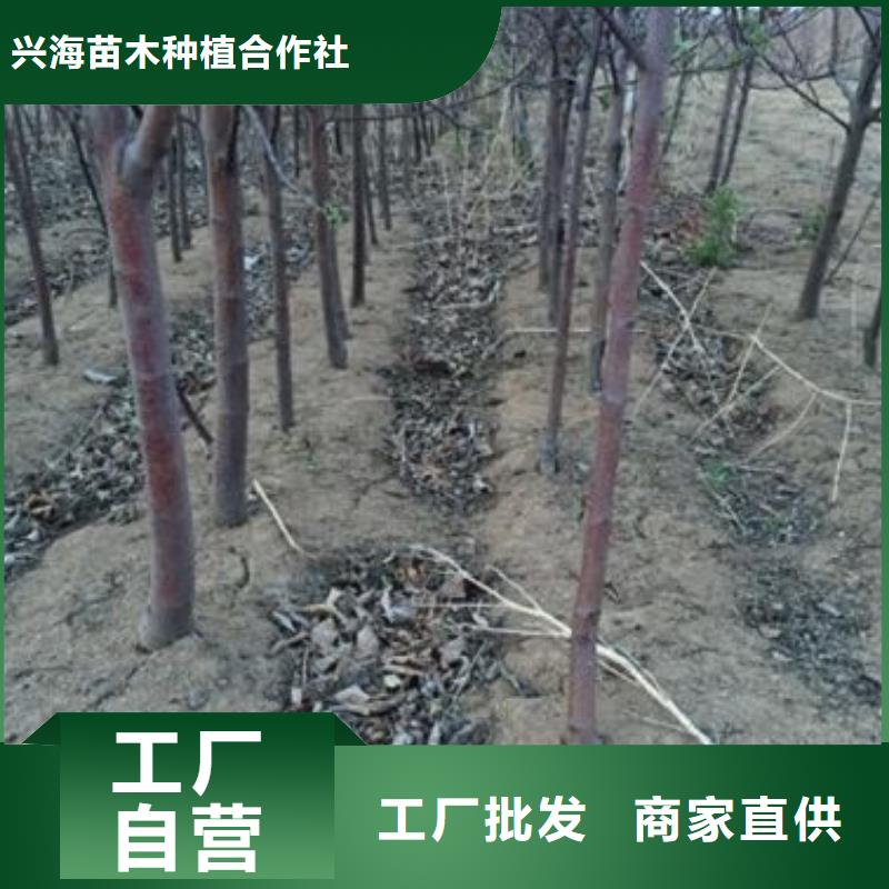 苹果苗,核桃苗工厂自营