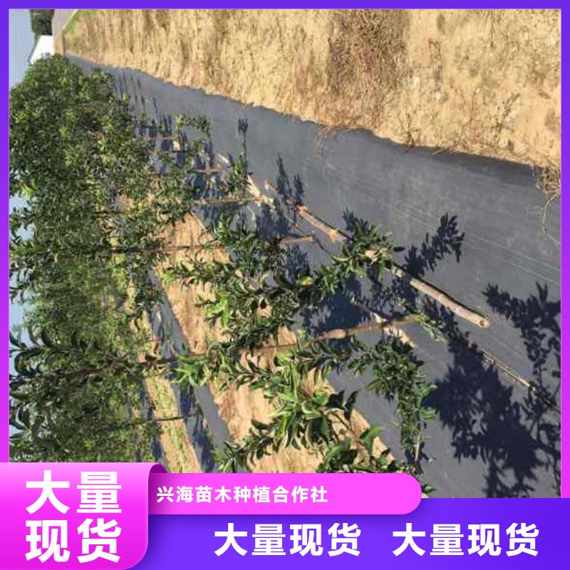 【苹果苗核桃苗工厂直营】