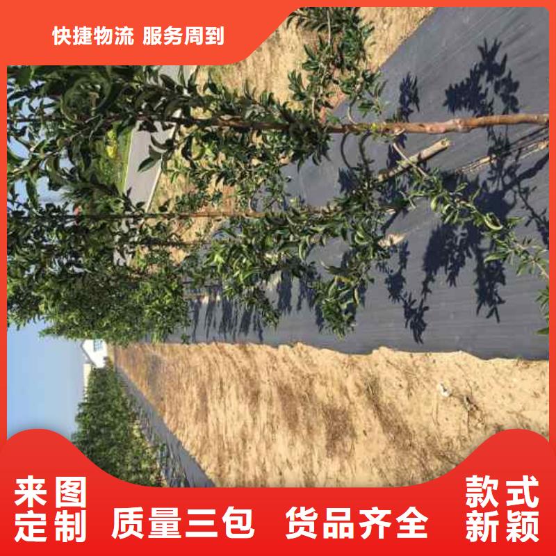 苹果苗梨树苗实体厂家支持定制