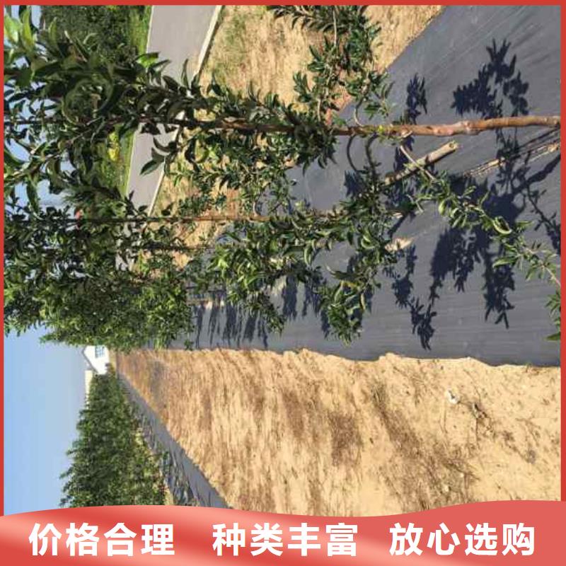 苹果苗核桃苗厂家型号齐全