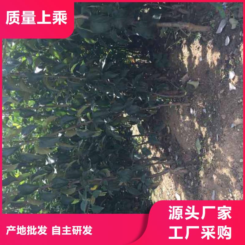 苹果苗_花椒苗源头工厂量大优惠