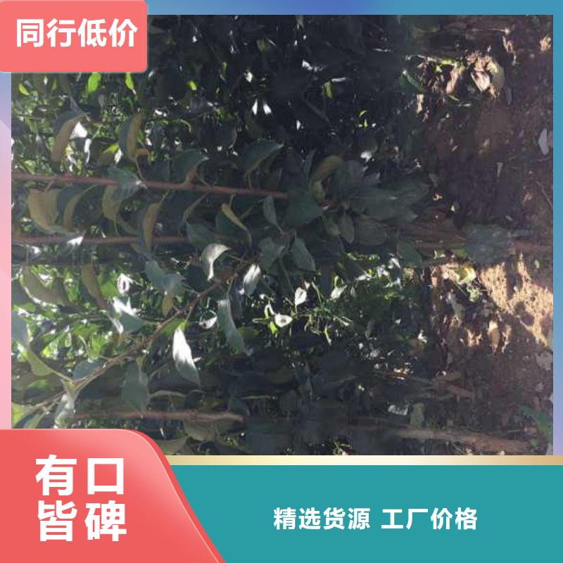 苹果苗_梨树苗48小时发货