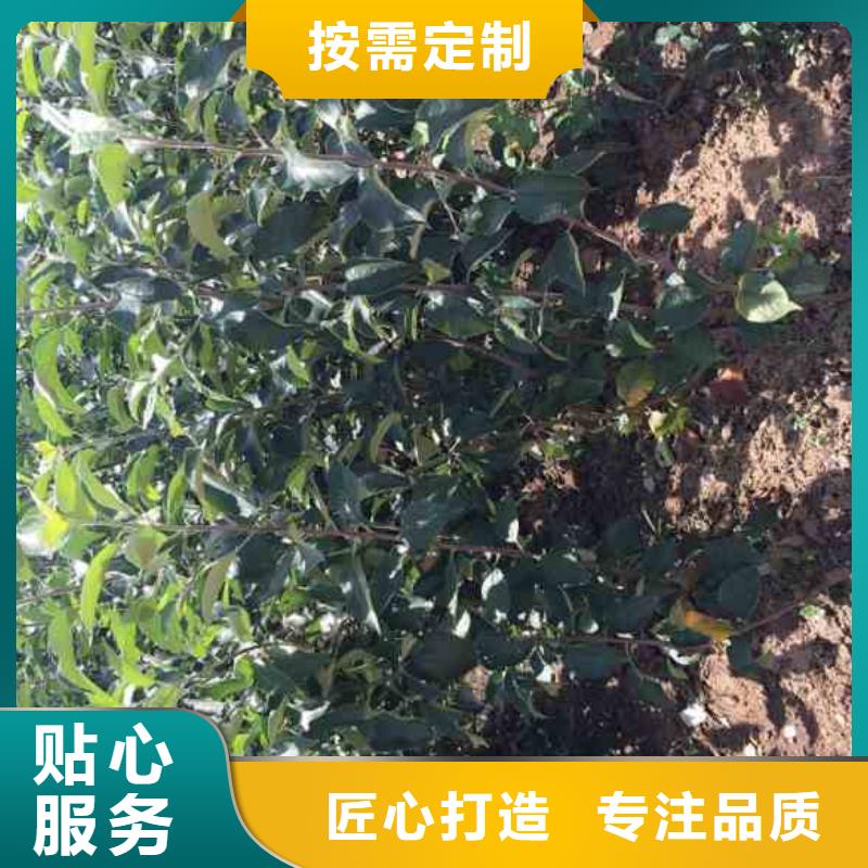 苹果苗【蓝莓苗】现货直发