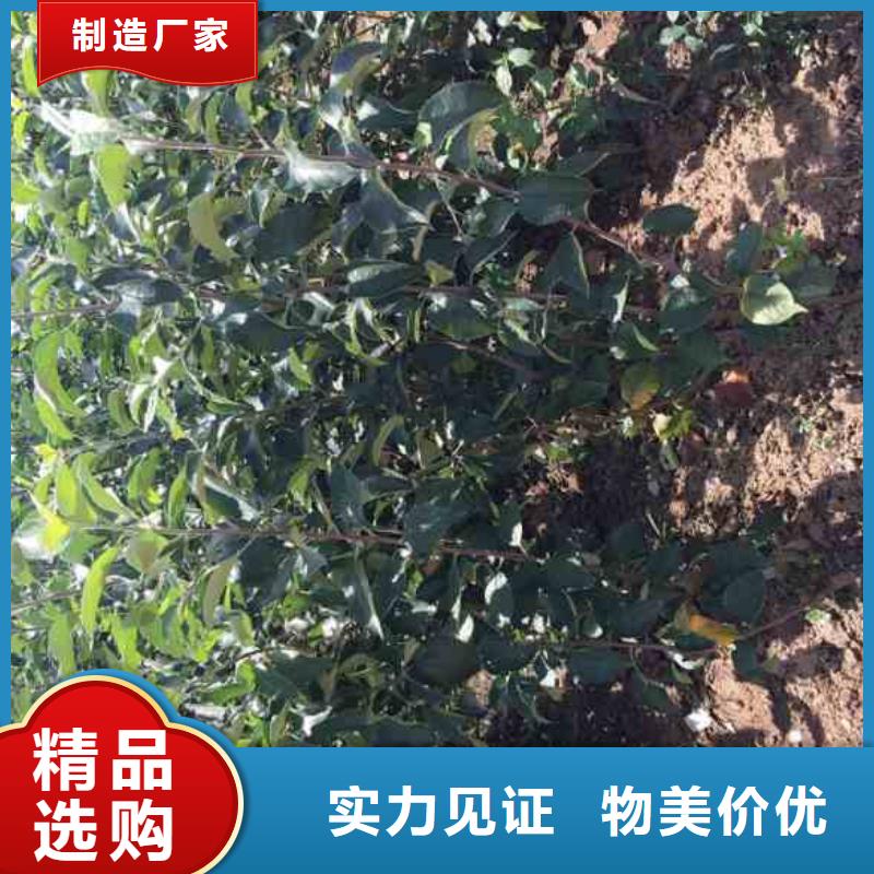 苹果苗【蓝莓苗】现货直发