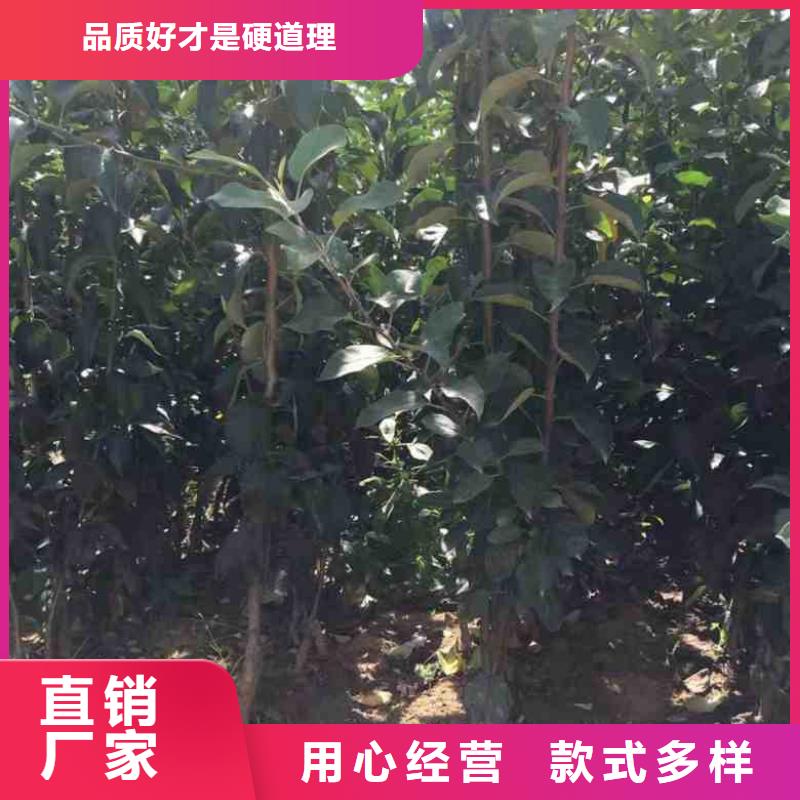 【苹果苗】梨树苗大量现货