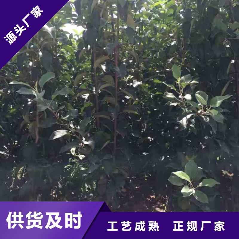 苹果苗梨树苗工艺层层把关