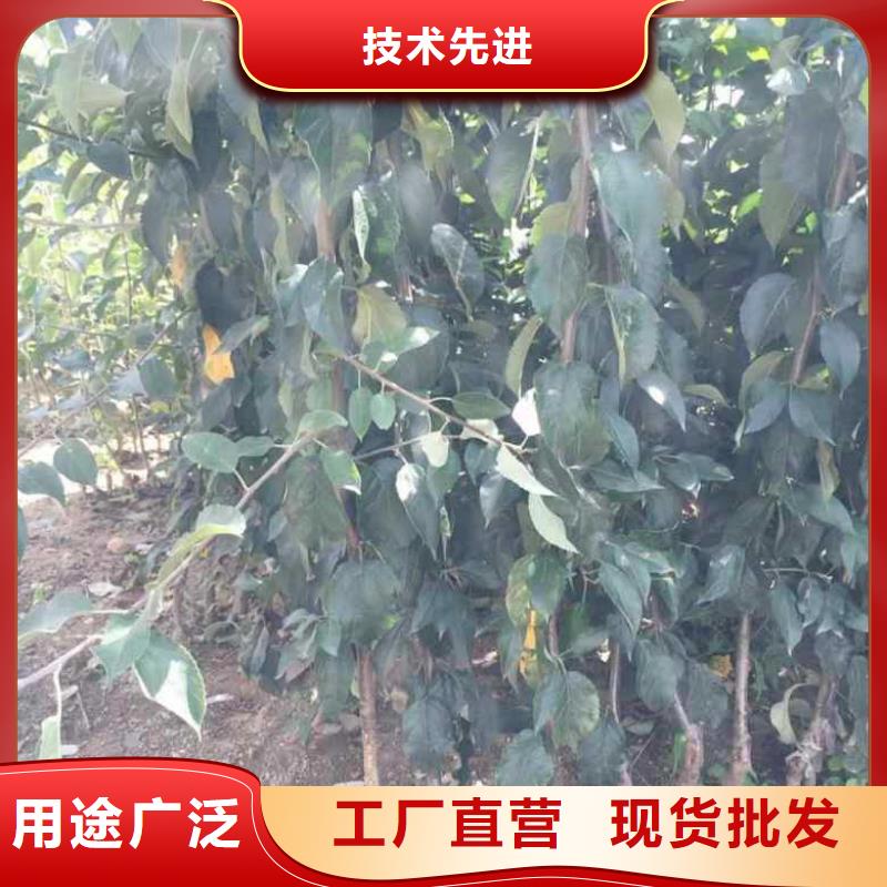 苹果苗【蓝莓苗】现货直发