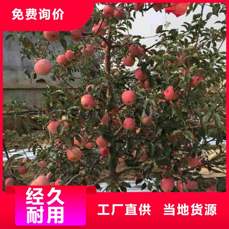 【苹果苗花椒苗质量好】