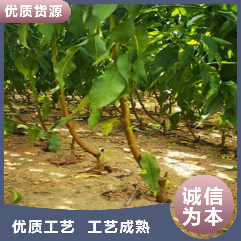 葡萄苗【花椒苗】使用方法