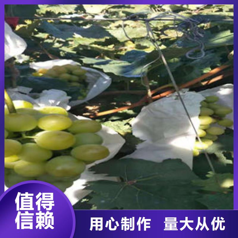 【葡萄苗】蓝莓苗厂家供应