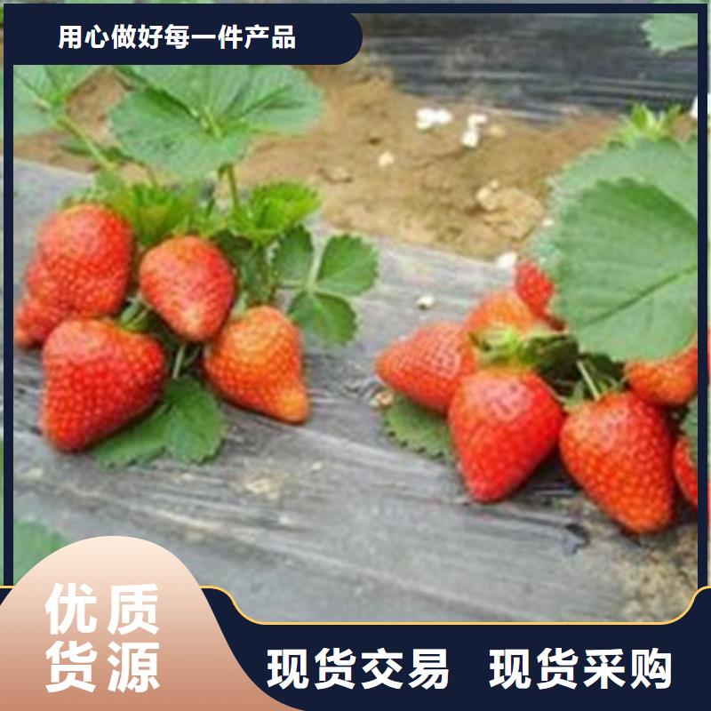 草莓苗蓝莓苗实力厂商