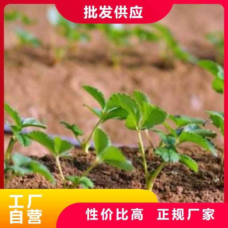 草莓苗蓝莓苗用品质赢得客户信赖