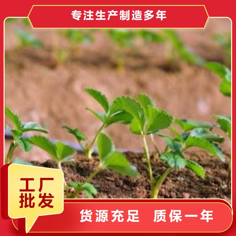 草莓苗【蓝莓苗】好产品价格低