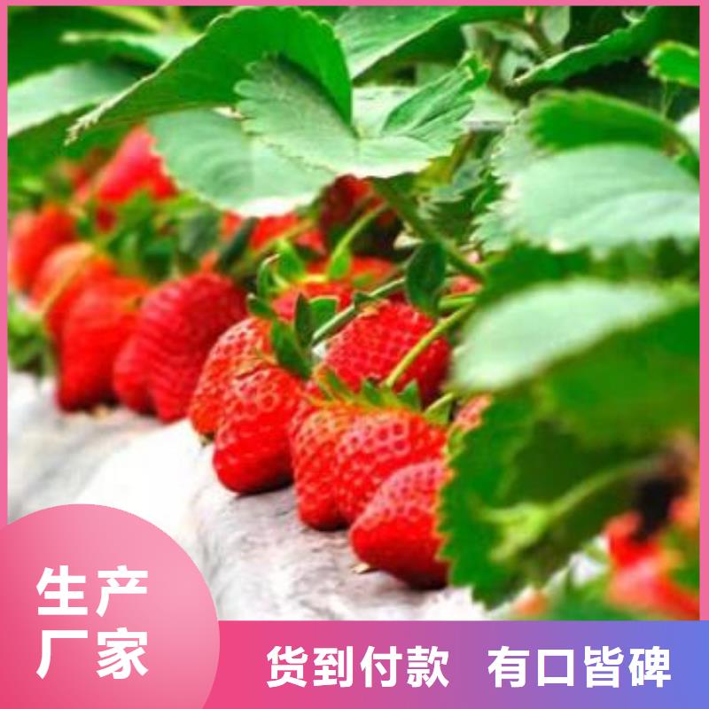 【草莓苗梨树苗商家直供】