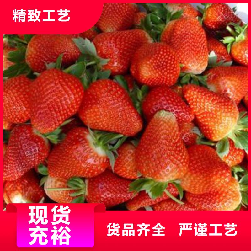 草莓苗【蓝莓苗】好产品价格低