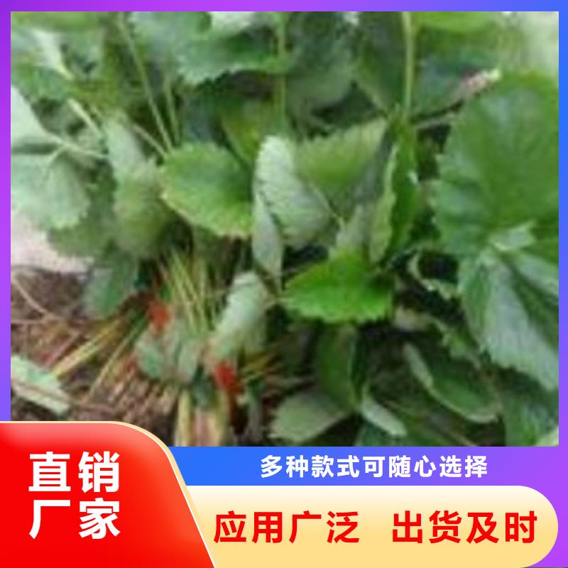 草莓苗核桃苗详细参数