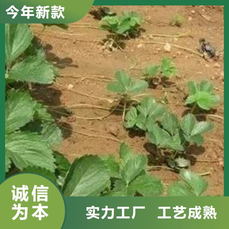 草莓苗【蓝莓苗】常年供应