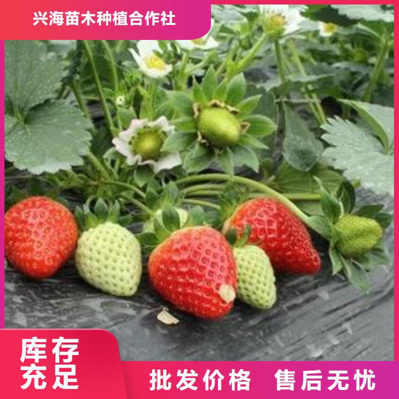 草莓苗核桃苗设备齐全支持定制