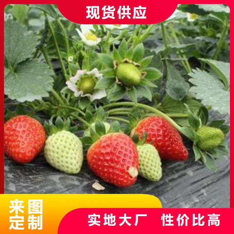 草莓苗【蓝莓苗】常年供应