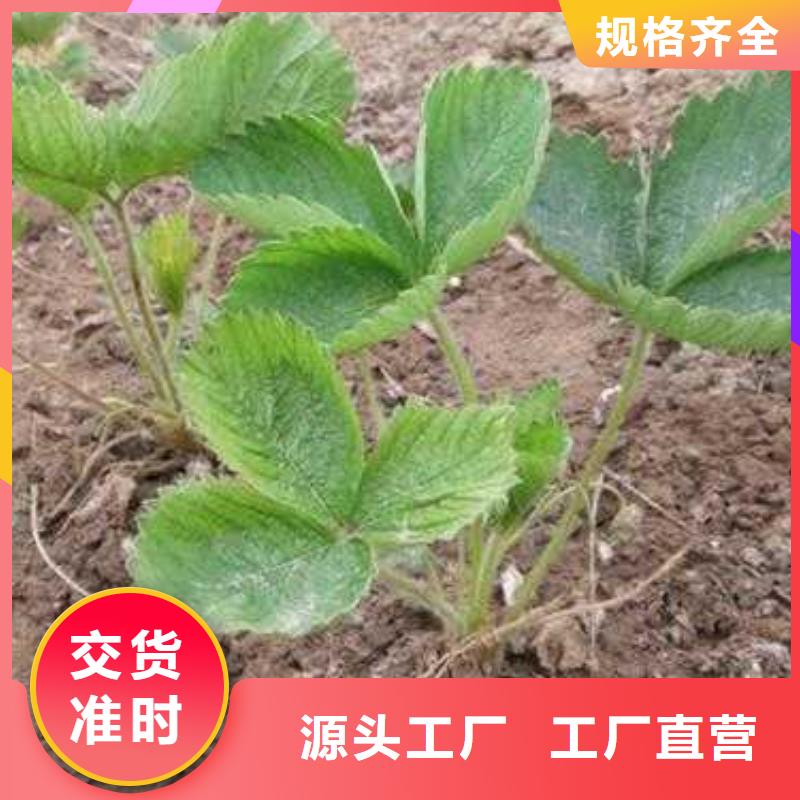 草莓苗核桃苗设备齐全支持定制