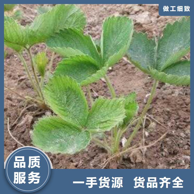 草莓苗【核桃苗】量大从优