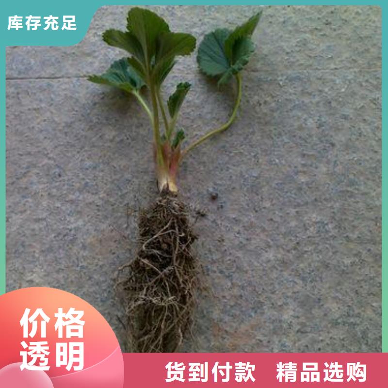 草莓苗【蓝莓苗】常年供应