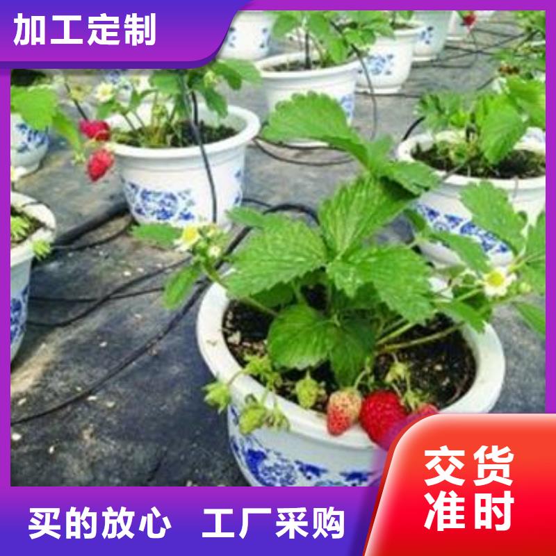 【草莓苗_核桃苗为您精心挑选】