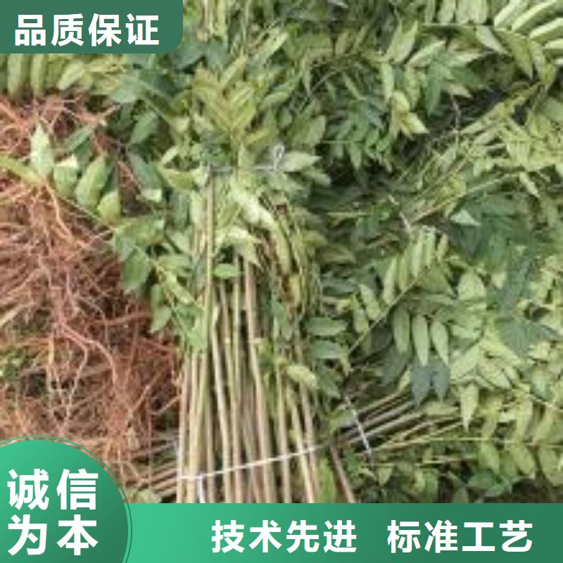 香椿苗【板栗苗】买的放心安兴用的舒心