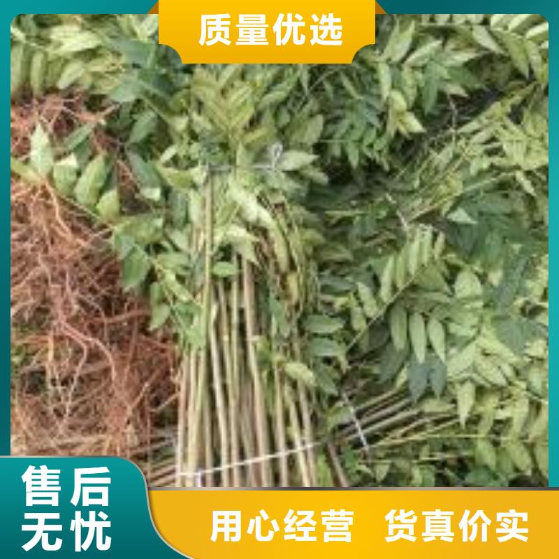 【香椿苗】花椒苗现货满足大量采购