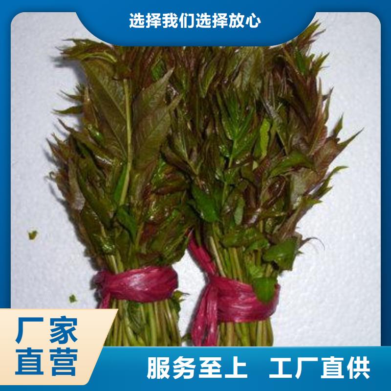 【香椿苗蓝莓苗满足客户所需】