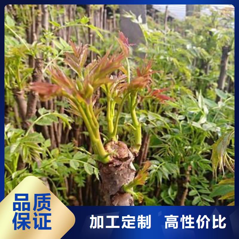 香椿苗-山楂苗欢迎来厂考察