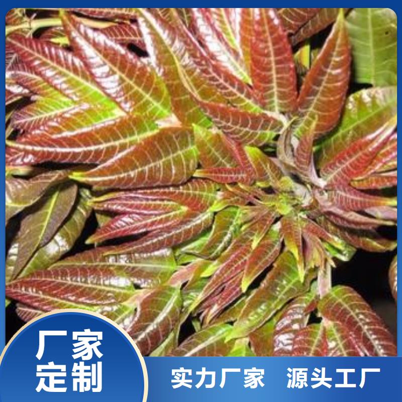 【香椿苗】花椒苗现货满足大量采购