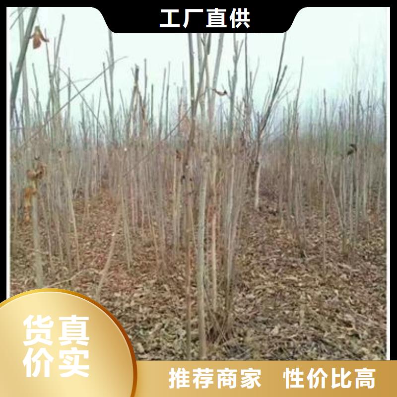 【香椿苗】板栗苗出货及时