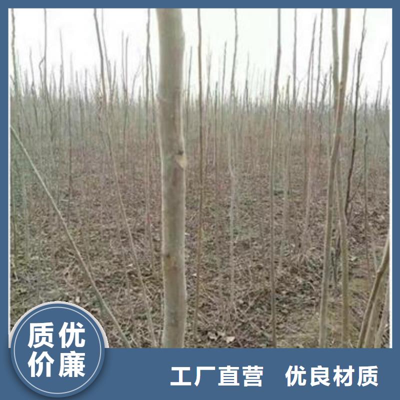 香椿苗【核桃苗】品质无所畏惧