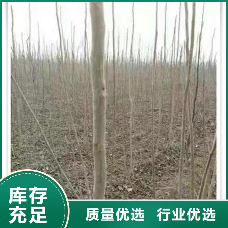 香椿苗梨树苗多种规格可选