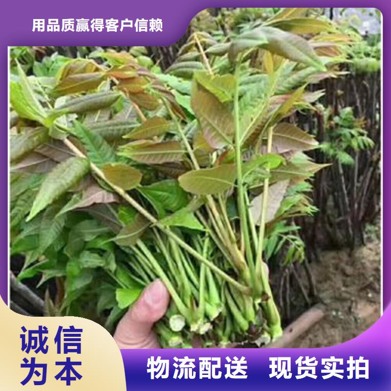 【香椿苗蓝莓苗满足客户所需】