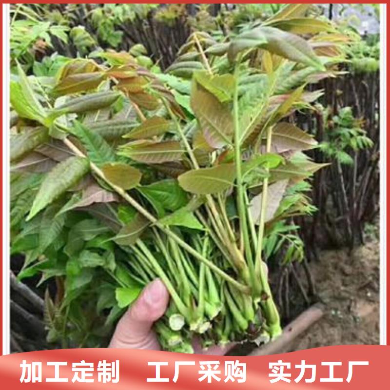 【香椿苗蓝莓苗满足客户所需】