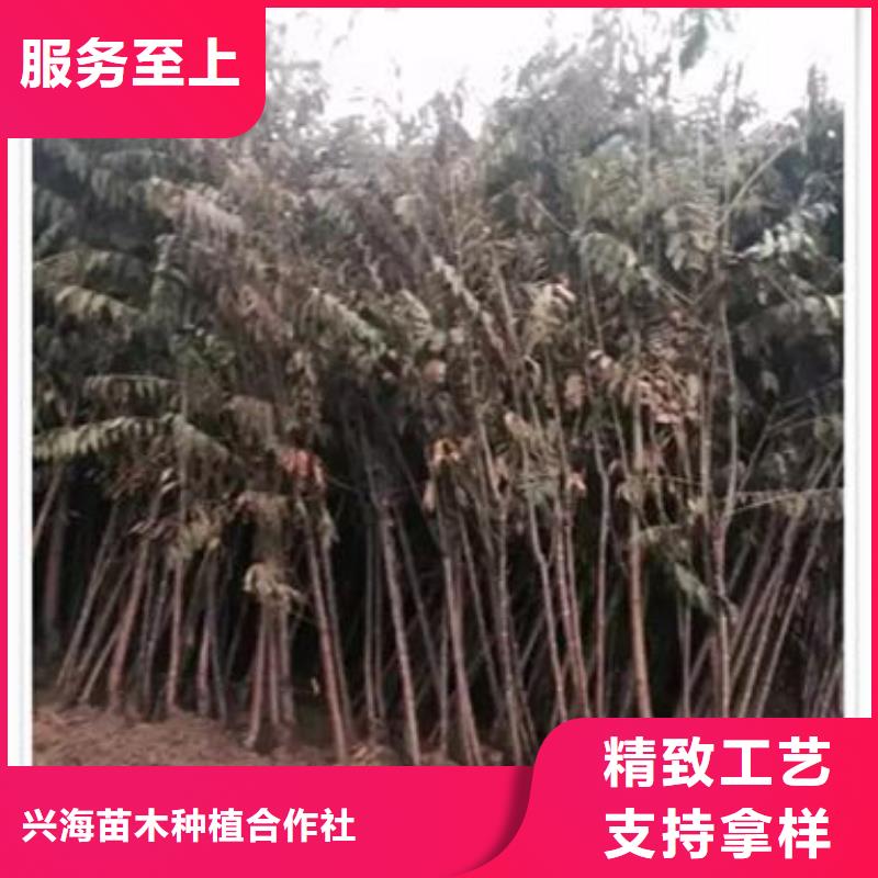 香椿苗_梨树苗用品质赢得客户信赖