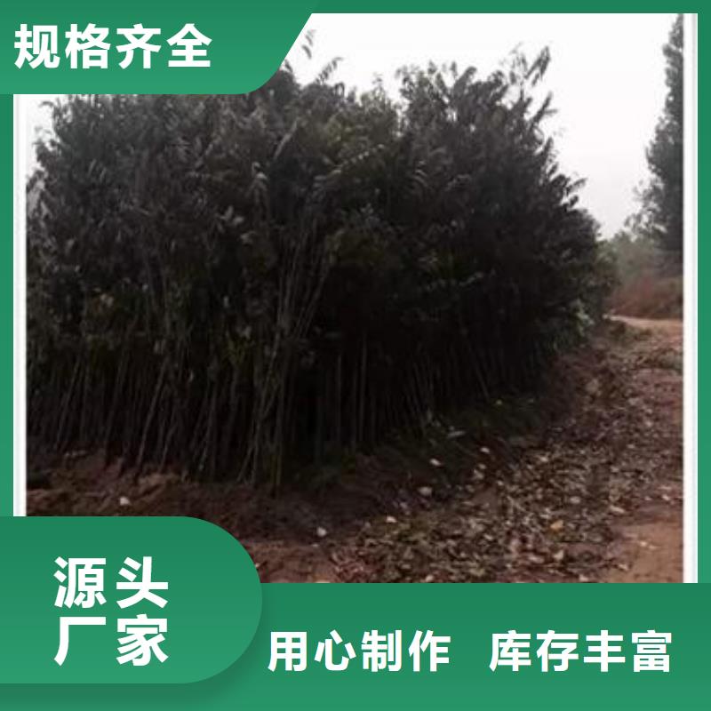 【香椿苗核桃苗标准工艺】