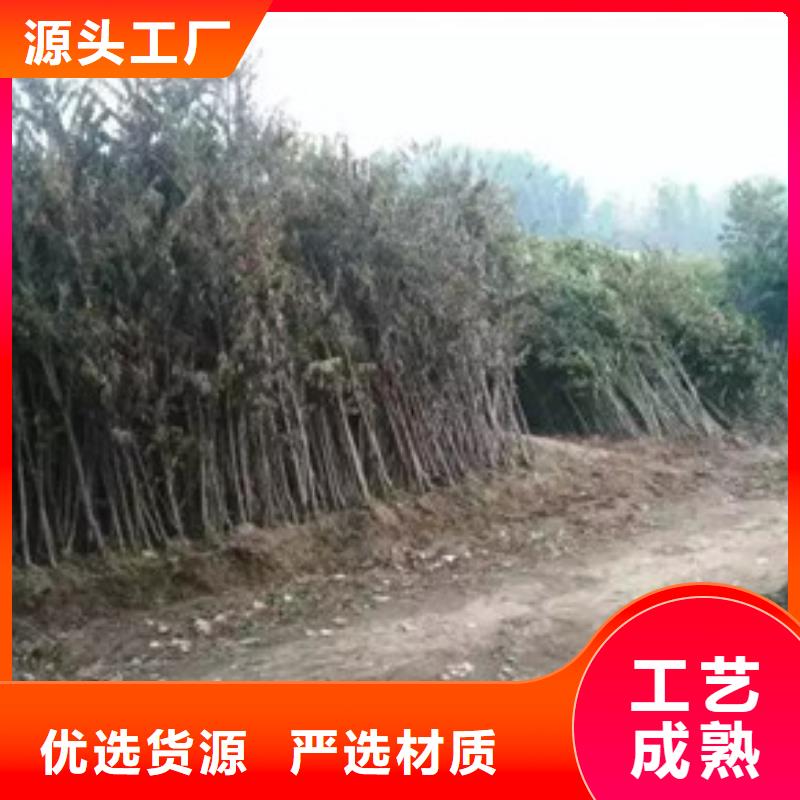 香椿苗,板栗苗品牌企业